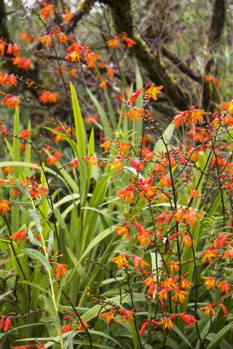 Bright orange montbretia flowers and their bright green lanceolate leaves photographed against a background of dark tree branches.