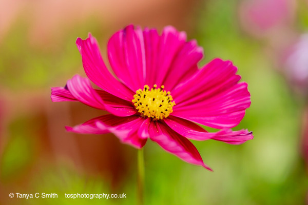 Dark pink Cosmos bipinnatus flower closeup.
