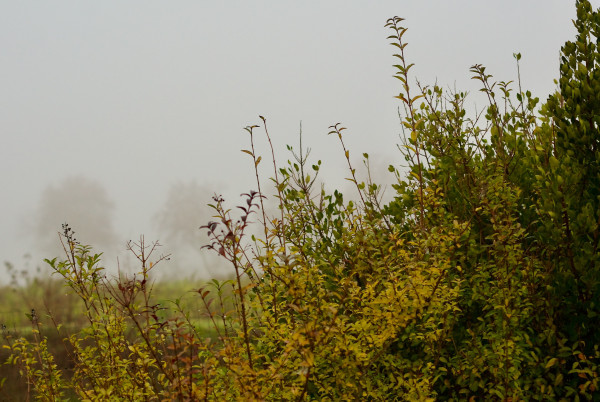 Au premier plan, une haie d'arbustes aux couleurs d'automne recouverts de gouttes d'eau, et au deuxième plan un champ avec des vivaces indigènes et deux profils d'érables enveloppés dans le brouillard.