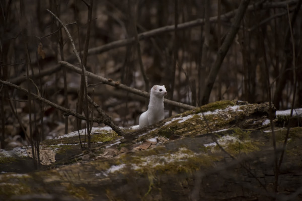 A least weasel in white winter coat perches on a fallen log, mossy and lightly dusted with snow, amid leafless brush and twigs. 