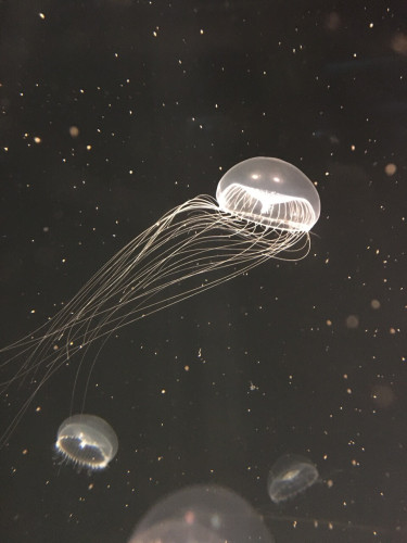 A jellyfish illuminated in a dark tank, with others below, and bright points of light visible throughout, as if it is floating through outer space.