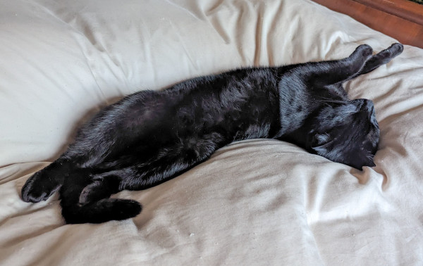 Thin black cat stretched out with stomach and face pointing in opposite directions.