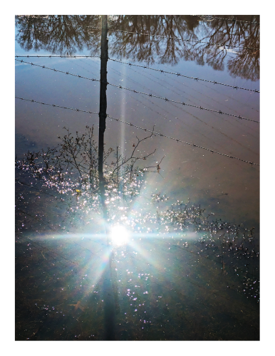 midday. a sunburst on standing water that reflects a barbed wired fence and post, a clear sky and a line of leafless treetops.