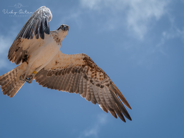 Osprey looking straight at me at Cape Verde - www.vickyoutenphotograhy.com