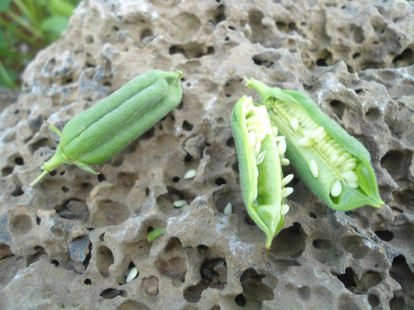 Small green pods with unripe sesame seeds in a line along the inside