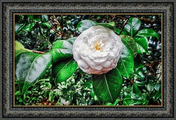 The Camellia japonica. With or without frame.
Print Here https://marco-sales.pixels.com/featured/1-camellia-japonica-marco-sales.html 🕊️@marco5ales