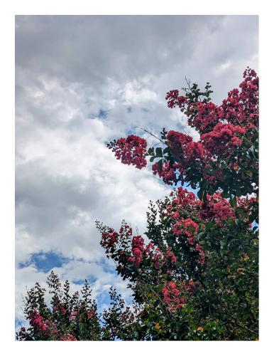 in the foreground, a section of the just-bloomed crepe myrtle shrub with pink flowers. a partly cloudy sky behind it.