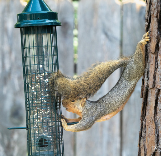 Color photo of a fox squirrel stretched out with curved back in the space between a pine tree and a cylindrical bird feeder that is suspended from that tree.  The squirrel’s hind paws are hanging onto the pine tree bark and its front paws are gripping the protective wire cage surrounding the feeder. The squirrel’s long bushy tail is projecting forward over the squirrel’s back and head and is partially covering its face.  