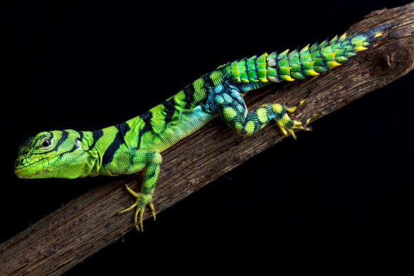 The photo shows an iguana in bright colors. The body is emerald green with black bands, turquoise spots can be seen on the hind legs. The tips of the spiny tail are bright yellow.
