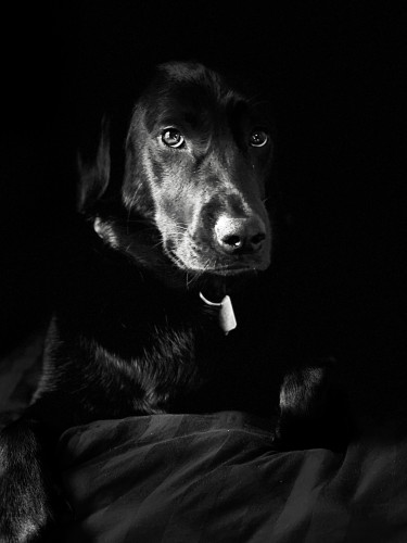 A black lab showing only her snout and eyes against a black background.