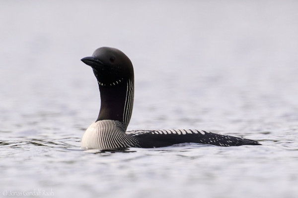 Closeup- image of a Black Throated Diver swimming in a lake. The bird is looking at the viewer and it’s black and white striped plumage is on display.