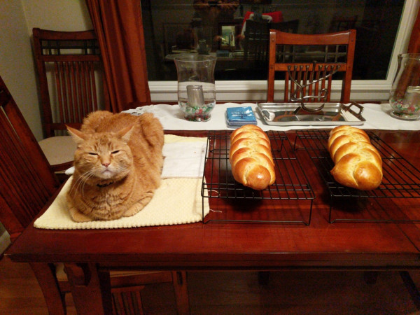 Orange tabby with a smug expression loafing next to two loaves of challah.